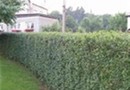 Ligustrum vulgae - ptačí zob