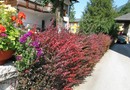  Berberis thunbergii ‘Atropurpurea’ - dřišťál